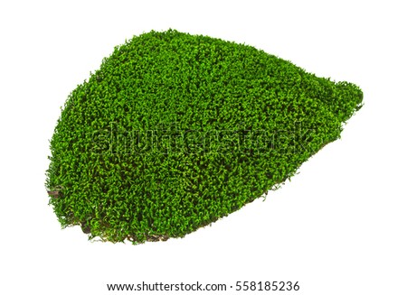 determination of green moss bryophyta extract Passive warming reduces stress and shifts reproductive effort in the antarctic moss, polytrichastrum alpinum. determination of green moss bryophyta extract Passive warming reduces stress and shifts reproductive effort in the antarctic moss, polytrichastrum alpinum.