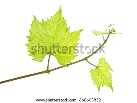 Tendril Stock Images, Royalty-Free Images & Vectors | Shutterstock