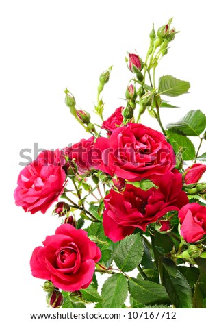 Climbing Rose Stock Photos, Images, & Pictures | Shutterstock