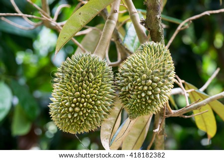TỨ TUYỆT HOA - Page 29 Stock-photo-young-durian-growing-on-it-s-tree-durio-zibethinus-l-malvaceae-418182382