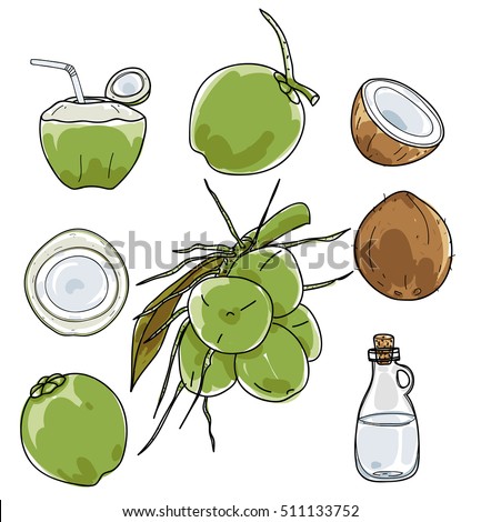 vector Coconut hand drawn vector set Vegetable illustration drawing.