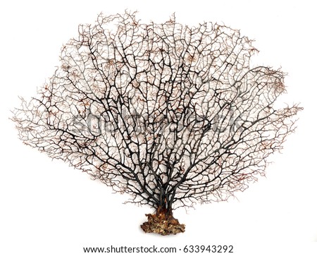 sea fan coral