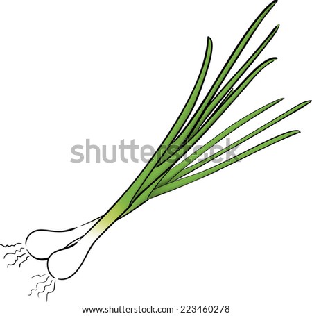 Fresh Green Spring Onions Isolated Vector Stock Vector ...