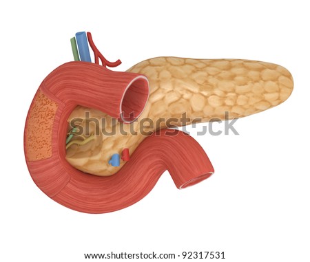 Duodenum Stock Photos, Images, & Pictures | Shutterstock helicobacter pylori esophagus diagram 