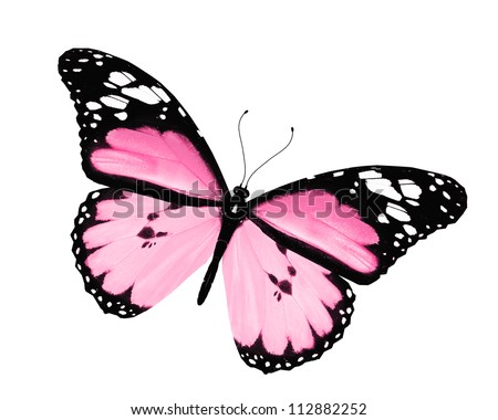 Pink butterfly Stock Photos, Images, & Pictures | Shutterstock