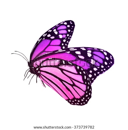 Illustration Purple Butterfly Flying On White Stock Vector 163407242 ...