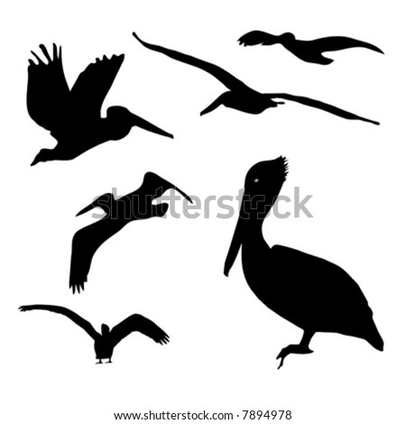 Collection of isolated Pelican silhouette designs in AI-EPS8 format ...