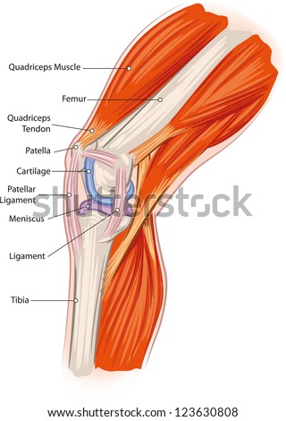 Simplified Anatomy Knee Stock Vector 123630808 - Shutterstock