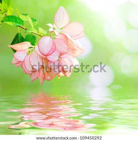 Pink flower reflected in water.