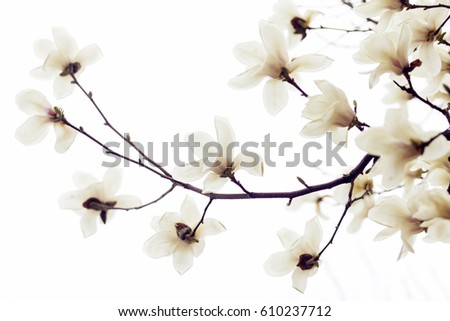 Vector Illustration White Flowers White Spring Stock Vector 598428344