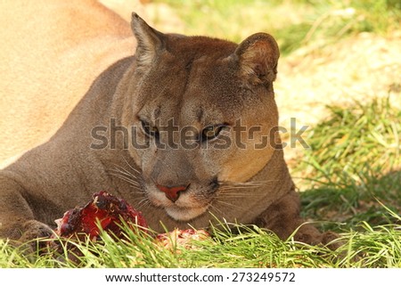 what eats a puma