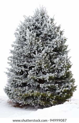 Snow covered fir (spruce) tree on white background