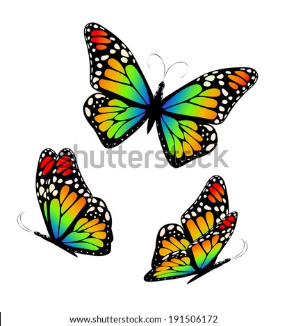 Rainbow Butterfly Stock Images, Royalty-Free Images & Vectors | Shutterstock