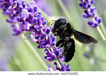 Bộ sưu tập Côn trùng - Page 41 Stock-photo-closeup-of-violet-carpenter-bee-xylocopa-violacea-662956405