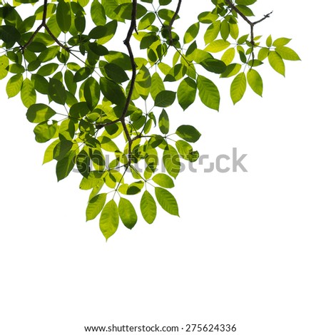 Green Leaf Isolated On White Background Stock Photo 65963341 - Shutterstock