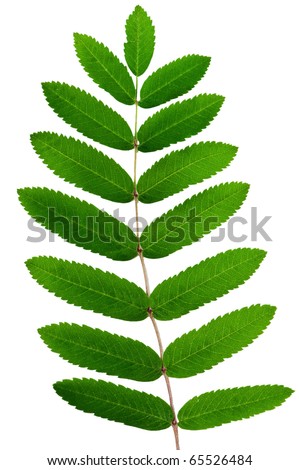 Leaf of a mountain ash, it is isolated on white - stock photo
