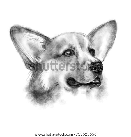 Drawing Welsh Corgi Stock Images, Royalty-Free Images & Vectors ...