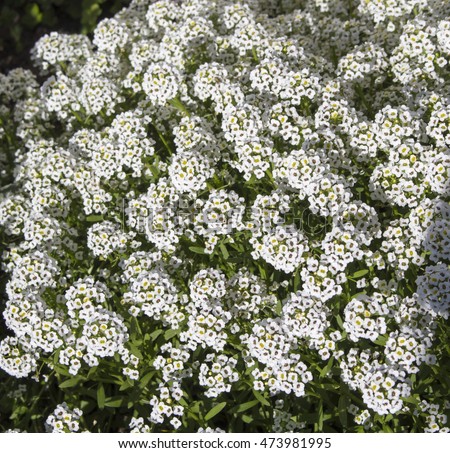 stock-photo-petite-snow-white-flowers-of-lobularia-maritima-alyssum-maritimum-sweet-alyssum-or-sweet-alison-473981995.jpg