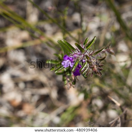 Angiosperm Stock Photos Royalty-Free Images Vectors
