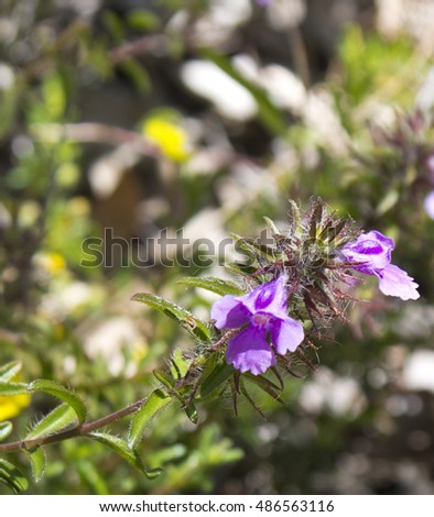 Lamiaceae Stock Images Royalty-Free Images Vectors Shutterstock