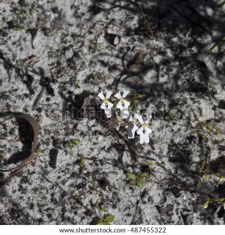dicotyledonous Plants Stock Photos Royalty-Free Images Vectors 