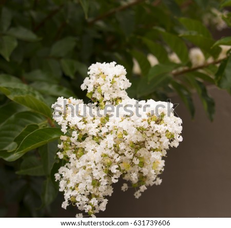 Myrtle Tree Stock Images Royalty-Free Images Vectors Shutterstock