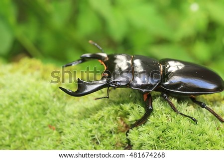 Bộ sưu tập Côn trùng - Page 15 Stock-photo-himalayan-great-stag-beetle-dorcus-antaeus-in-india-481674268