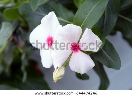 Balsaminaceae Stock Images Royalty-Free Images Vectors 