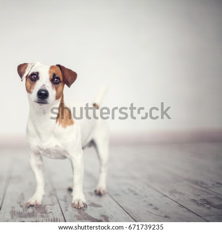 Forced his cock down my throat Jack russell licks cement