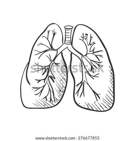 Lungs Doodle Drawing Medical Background Excellent Stock Vector ...