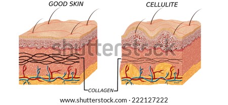 Skin Anatomy Stock Photos, Images, & Pictures | Shutterstock