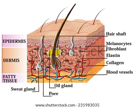 Skin Anatomy Diagram Description Illustration Skin Stock Illustration