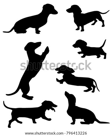 Dachshund Running Stock Images, Royalty-Free Images & Vectors ...