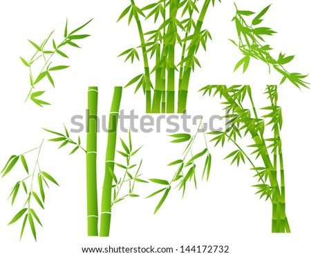 illustration with bamboo branches collection on white background