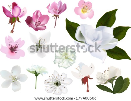 Magnolia blossom Stock Photos, Images, & Pictures | Shutterstock