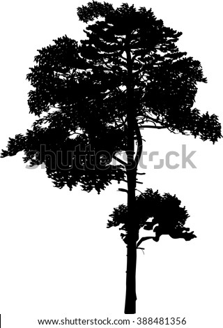 pine level black singles The pineapple (ananas comosus) is meaning pine of the indians fungal heart rot, root rot, black rot, butt rot, fruitlet core rot. pine level black singles The pineapple (ananas comosus) is meaning pine of the indians fungal heart rot, root rot, black rot, butt rot, fruitlet core rot.