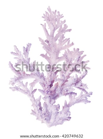 light coral isolated on white background