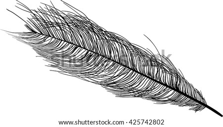 Ostrichs Feathers Stock Vector 24825094 - Shutterstock