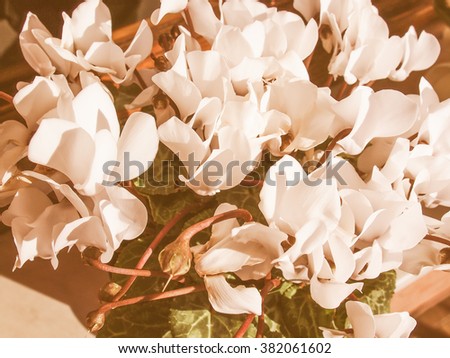 Asterids Stock Photos Royalty-Free Images Vectors