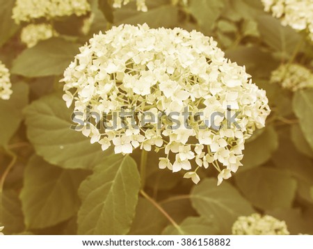Plantae Stock Photos Royalty-Free Images Vectors