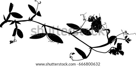 Download Leguminous Plants Stock Images, Royalty-Free Images ...