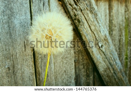 shutterstock dandelion extreme focus abstract soft nature flower close background texaco