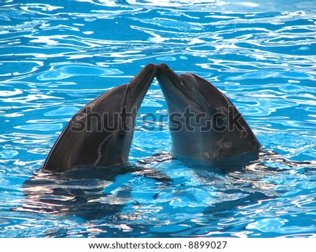 dolphin sex with humans porn tiny teen tits shy