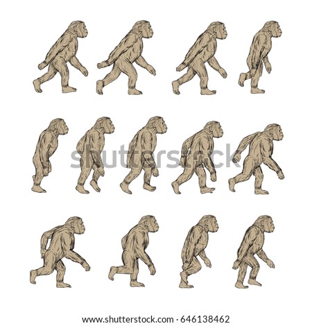 Homo Habilis Stock Images, Royalty-free Images & Vectors 