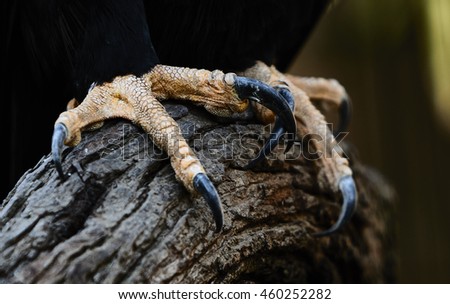 Hieronymus's Portfolio on Shutterstock