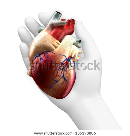 Real Human Heart Stock Photos, Images, & Pictures | Shutterstock