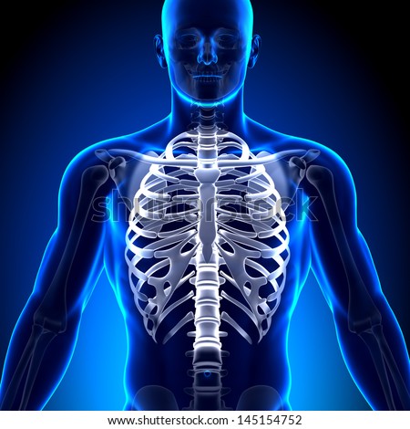 Sternum Stock Photos, Images, & Pictures | Shutterstock