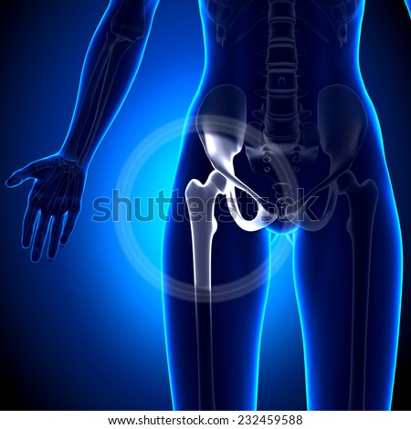 Female Hip Joint Anatomy Bones Stock Illustration 232459588 - Shutterstock