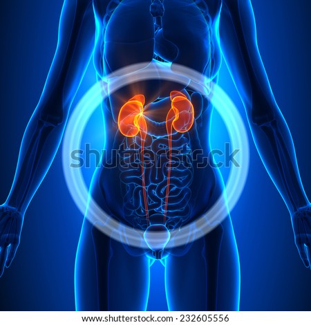 Kidney Disease Stock Photos, Images, & Pictures | Shutterstock