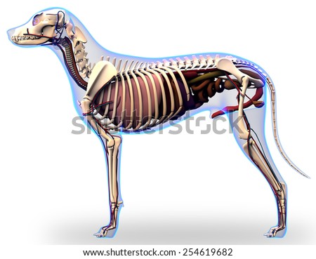 Dog Anatomy Stock Images, Royalty-free Images & Vectors 